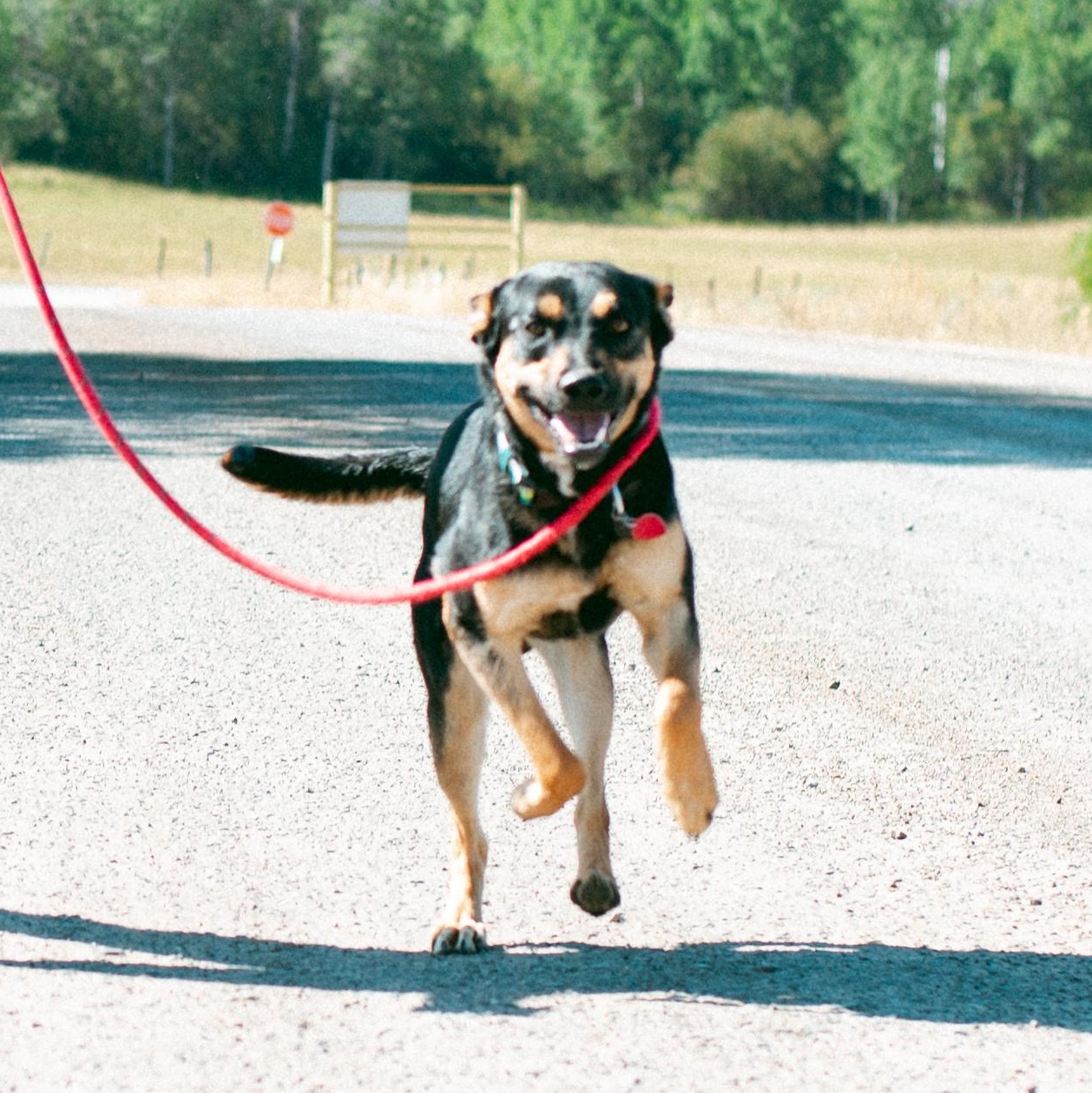 Tom, an adoptable Australian Kelpie in Thayne, WY, 83127 | Photo Image 5