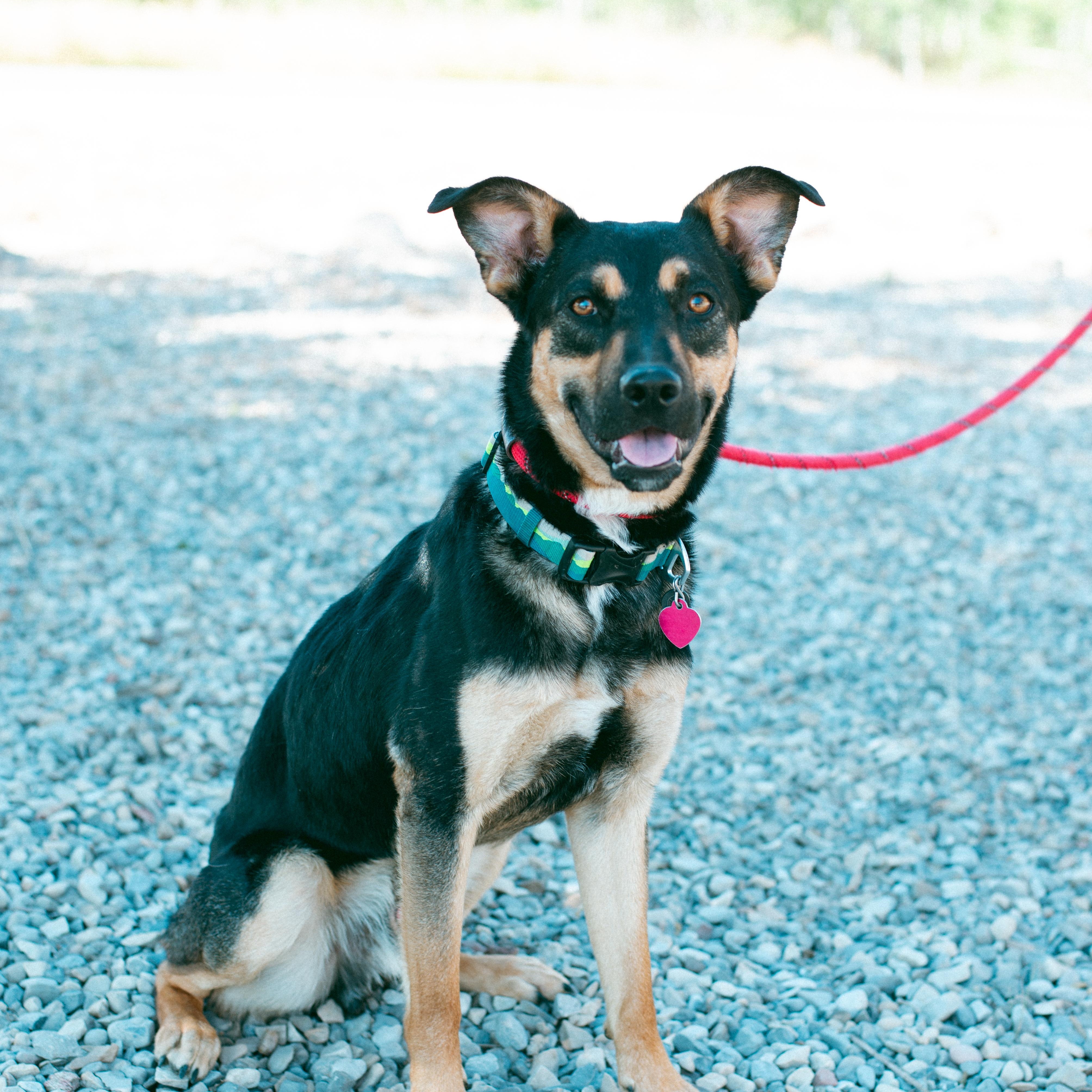 Tom, an adoptable Australian Kelpie in Thayne, WY, 83127 | Photo Image 1