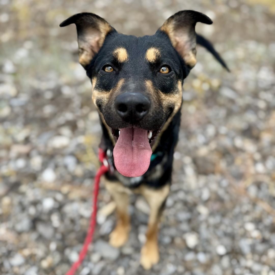 Tom, an adoptable Australian Kelpie in Thayne, WY, 83127 | Photo Image 2