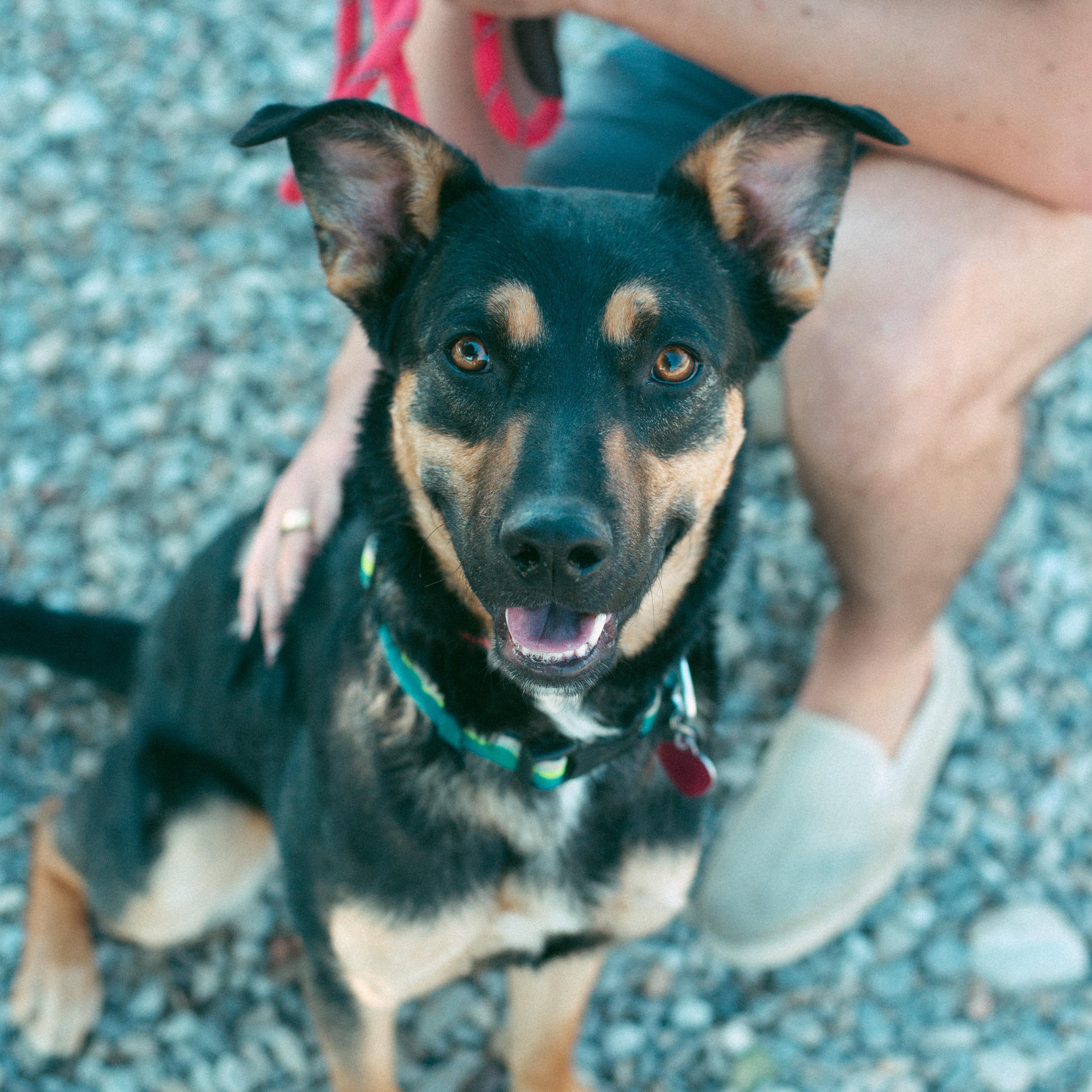 Tom, an adoptable Australian Kelpie in Thayne, WY, 83127 | Photo Image 6