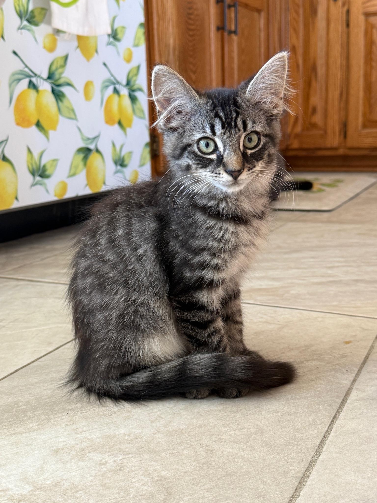 Enlarge Bluey, a Adopted mixed breed in Hartville, OH image 1/6