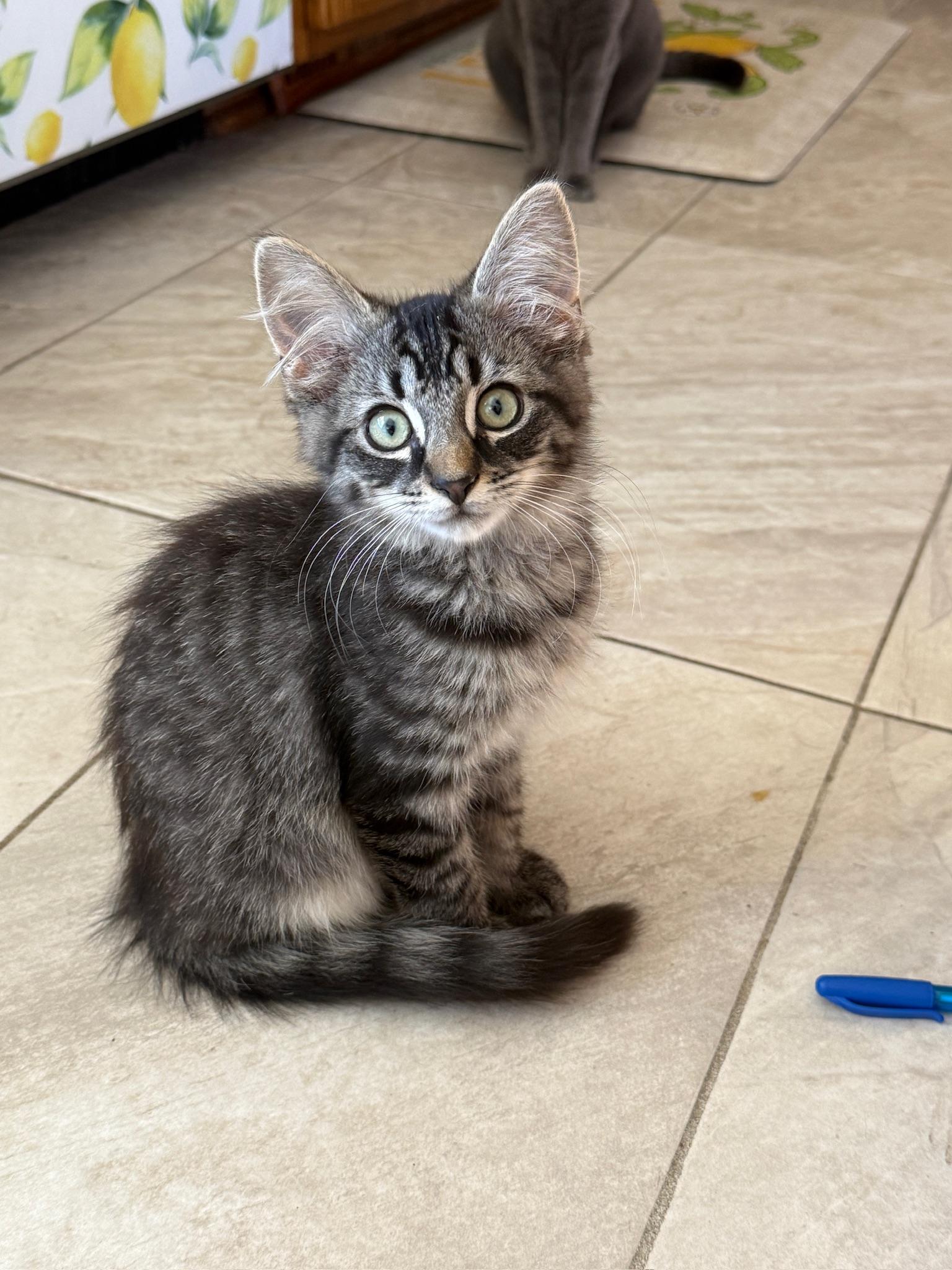 Enlarge Bluey, a Adopted mixed breed in Hartville, OH image 5/6