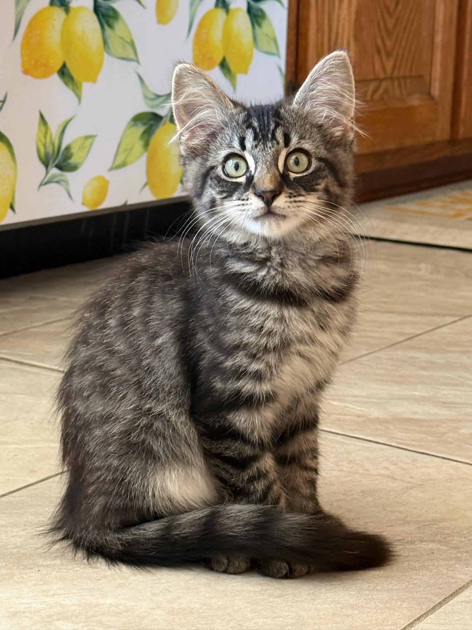 Enlarge Bluey, a Adopted mixed breed in Hartville, OH image 4/6