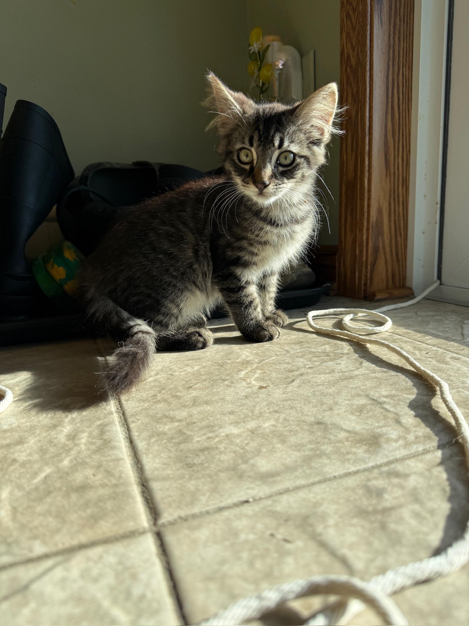 Enlarge Bluey, a Adopted mixed breed in Hartville, OH image 3/6