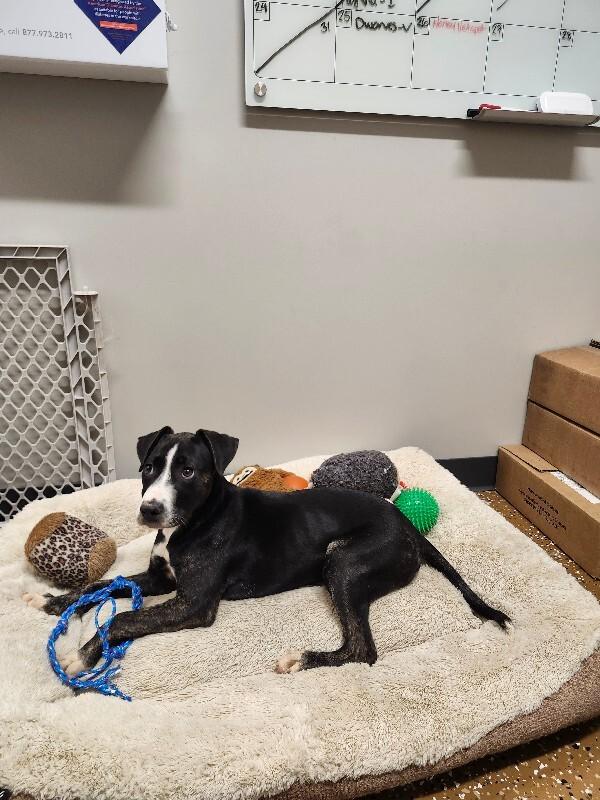 Enlarge French Toast, a Adoptable mixed breed in Jackson, TN image 1/5