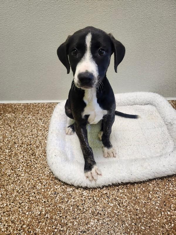 Enlarge French Toast, a Adoptable mixed breed in Jackson, TN image 2/5
