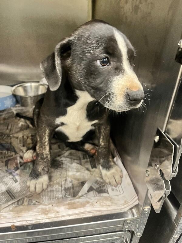 Enlarge French Toast, a Adoptable mixed breed in Jackson, TN image 3/5