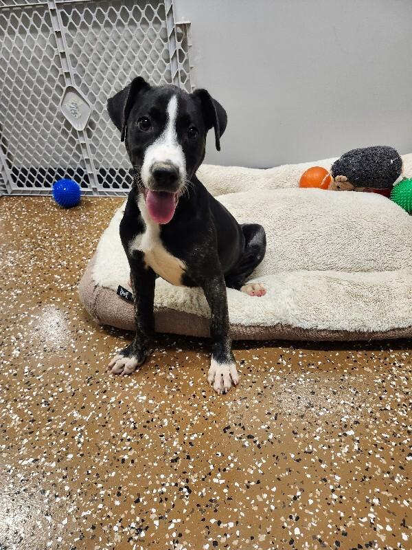 Enlarge French Toast, a Adoptable mixed breed in Jackson, TN image 4/5