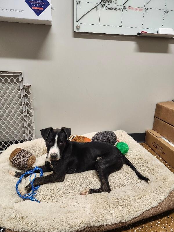 Enlarge French Toast, a Adoptable mixed breed in Jackson, TN image 5/5
