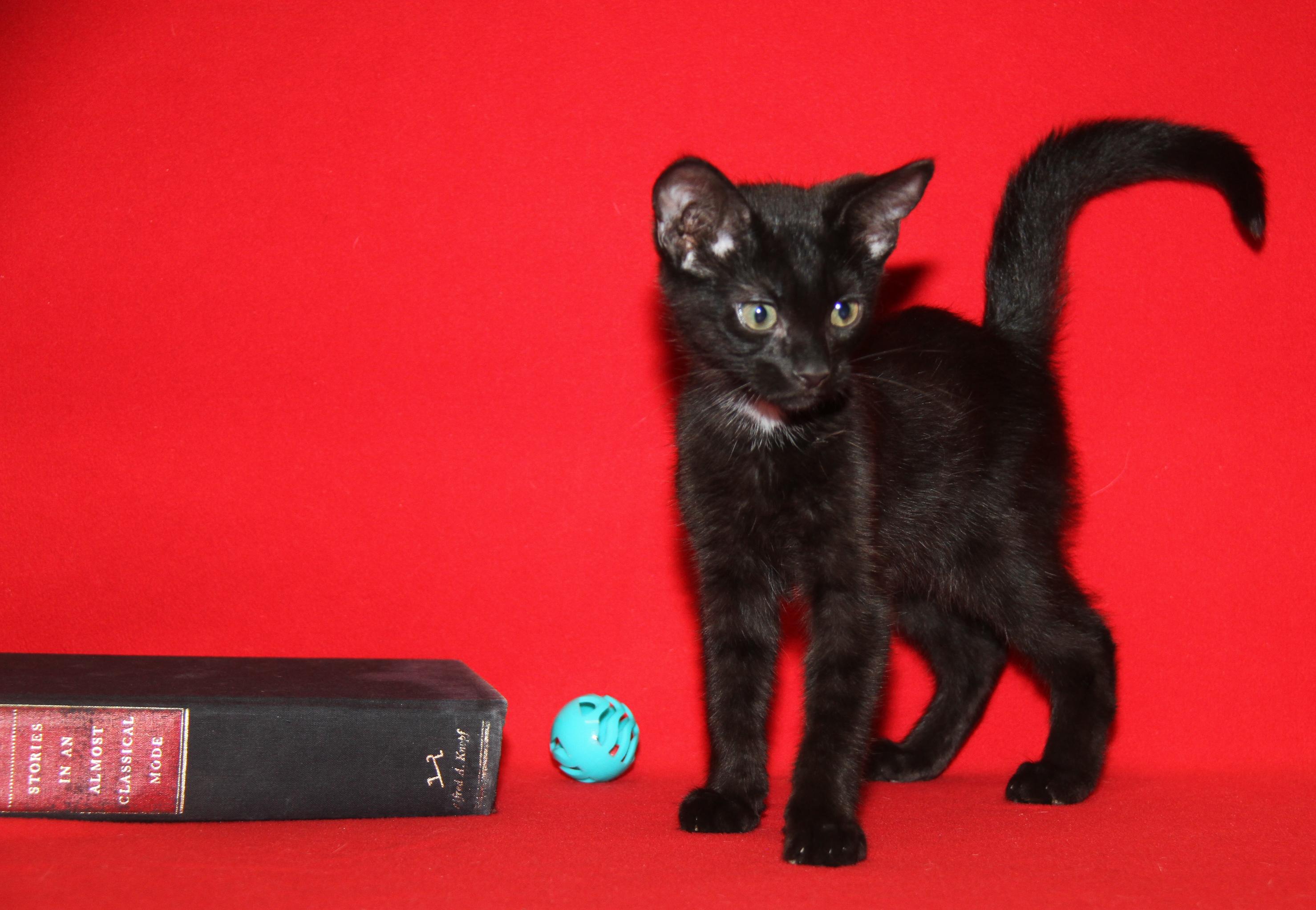 Crockpot Meatballs (Neutered) (Bonded Pair w/Sloppy Joes)