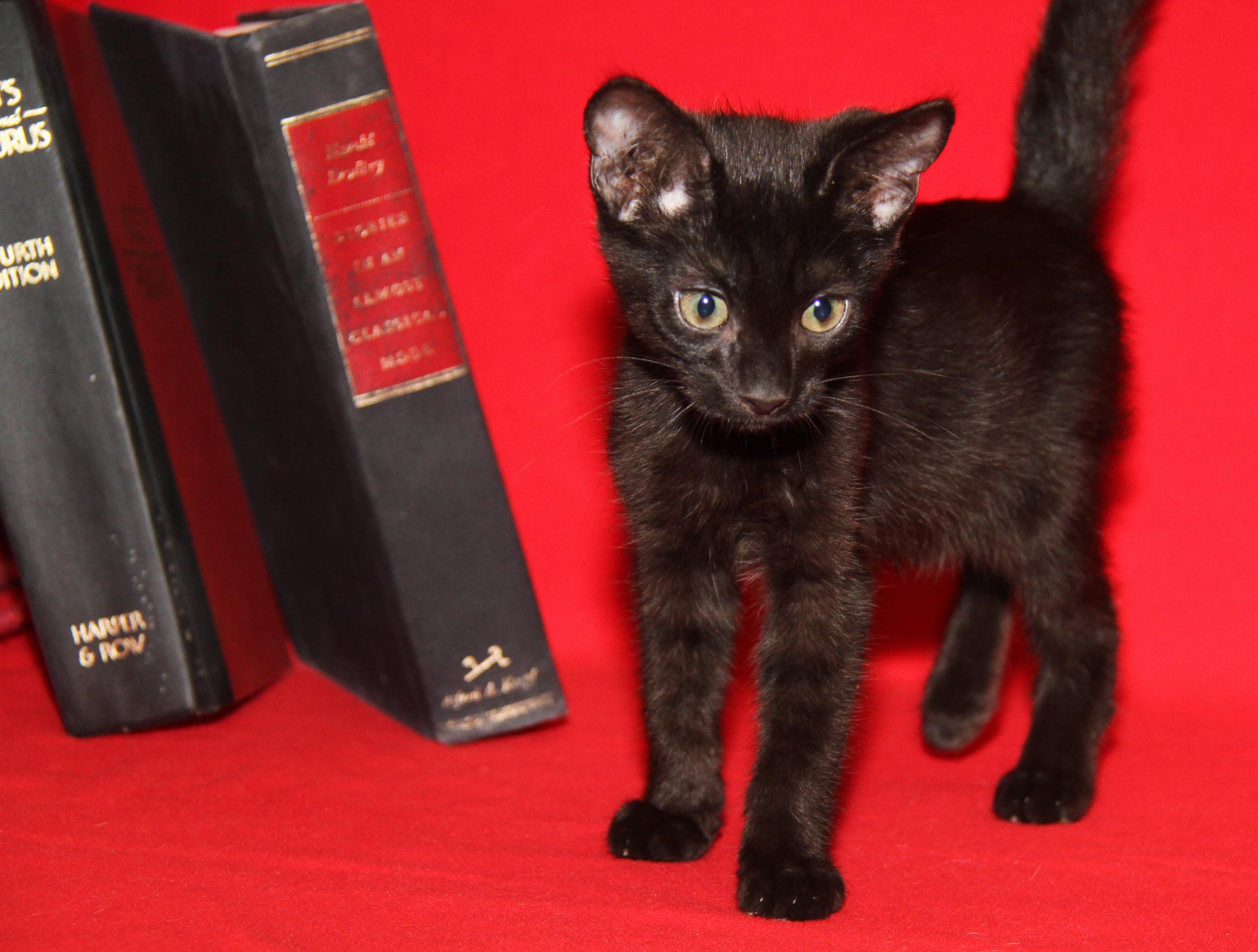 Crockpot Meatballs (Neutered) (Bonded Pair w/Sloppy Joes)