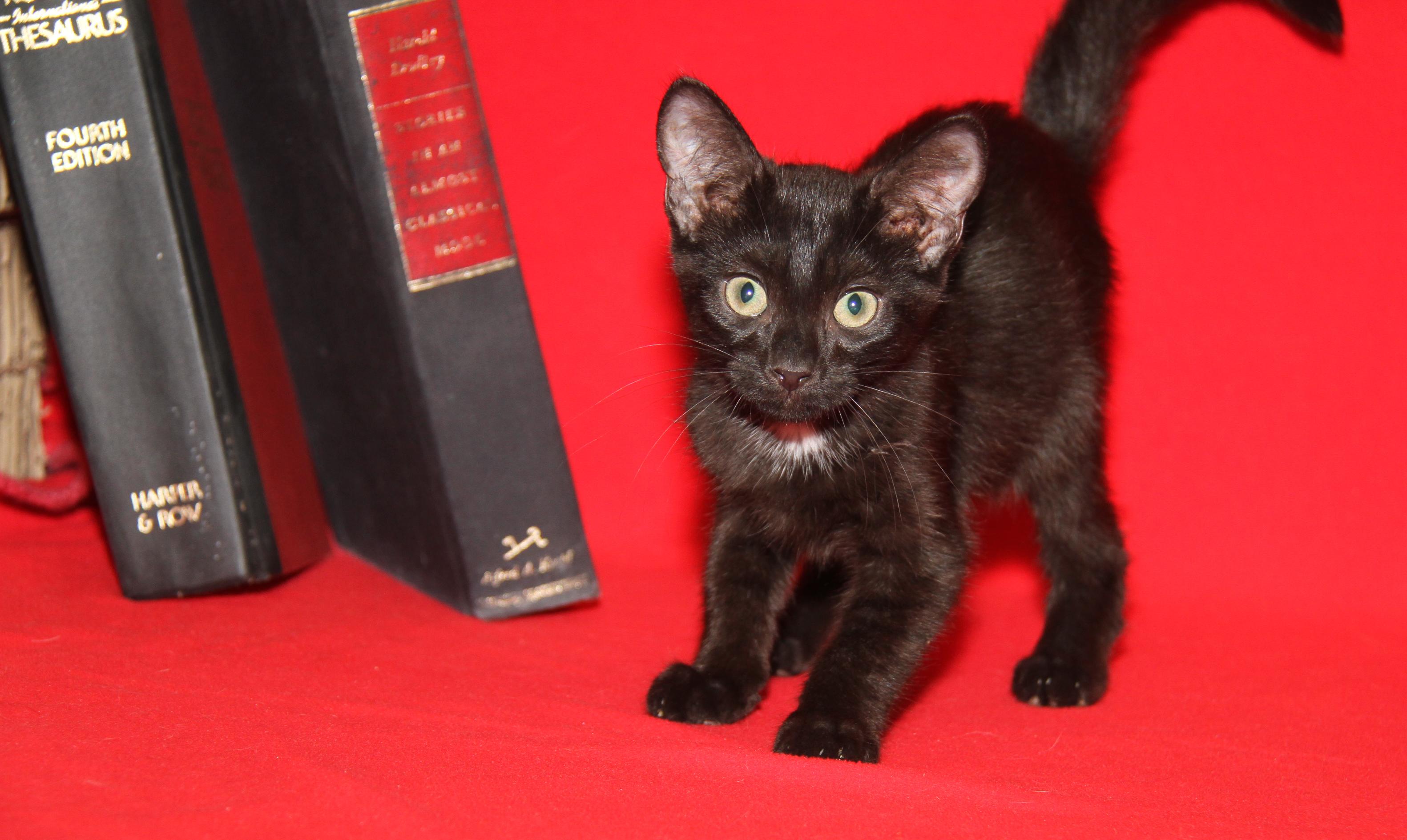 Crockpot Meatballs (Neutered) (Bonded Pair w/Sloppy Joes)