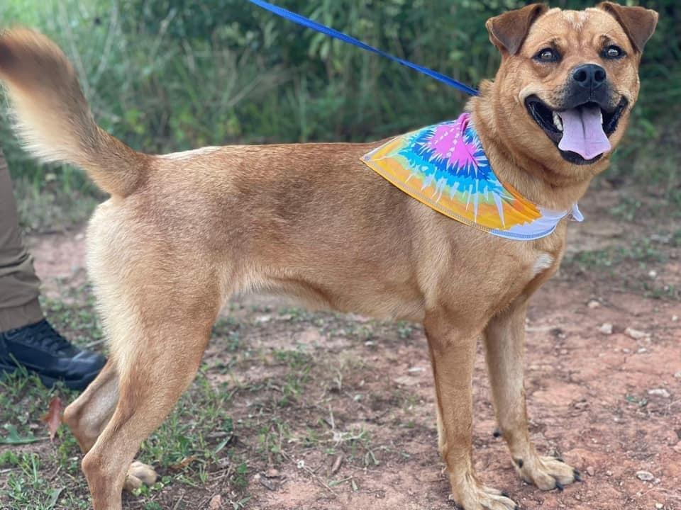 Enlarge Serena, a Adoptable mixed breed in Tracy City , TN image 1/3