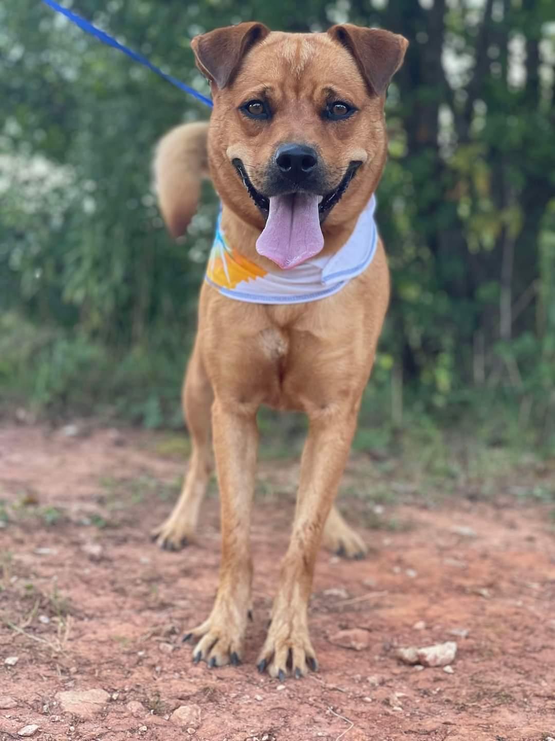 Enlarge Serena, a Adoptable mixed breed in Tracy City , TN image 2/3