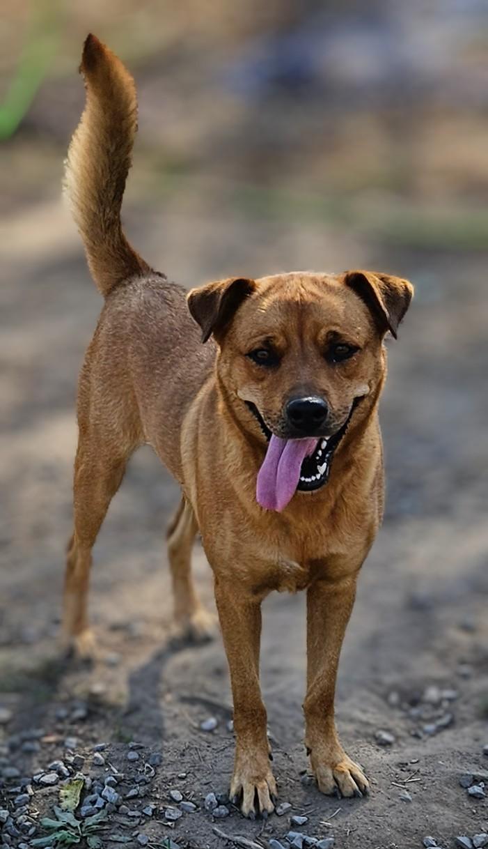 Enlarge Serena, a Adoptable mixed breed in Tracy City , TN image 3/3