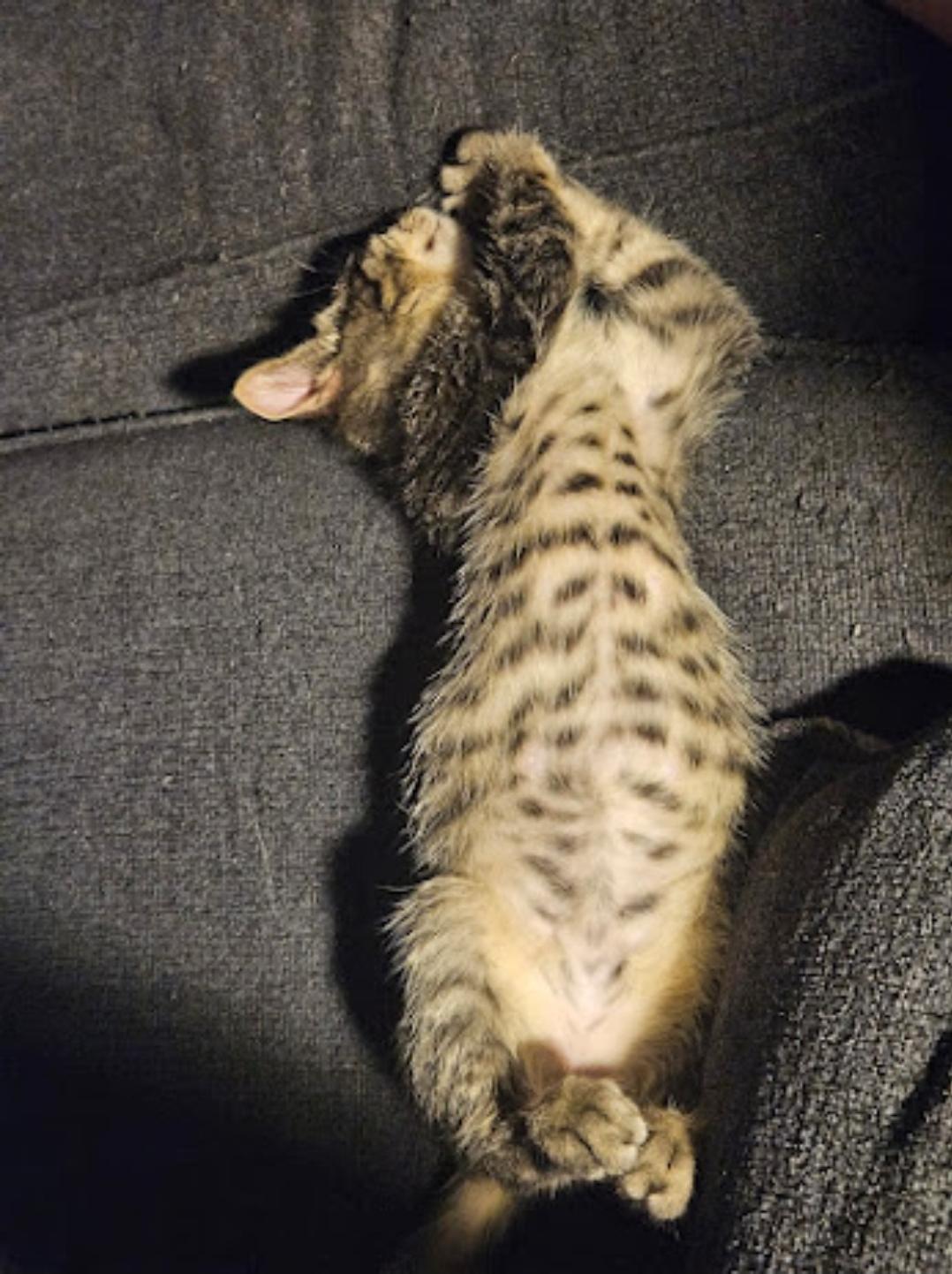 Enlarge Sebastian, an adoptable Domestic Short Hair in Waverly, IA image 4/4
