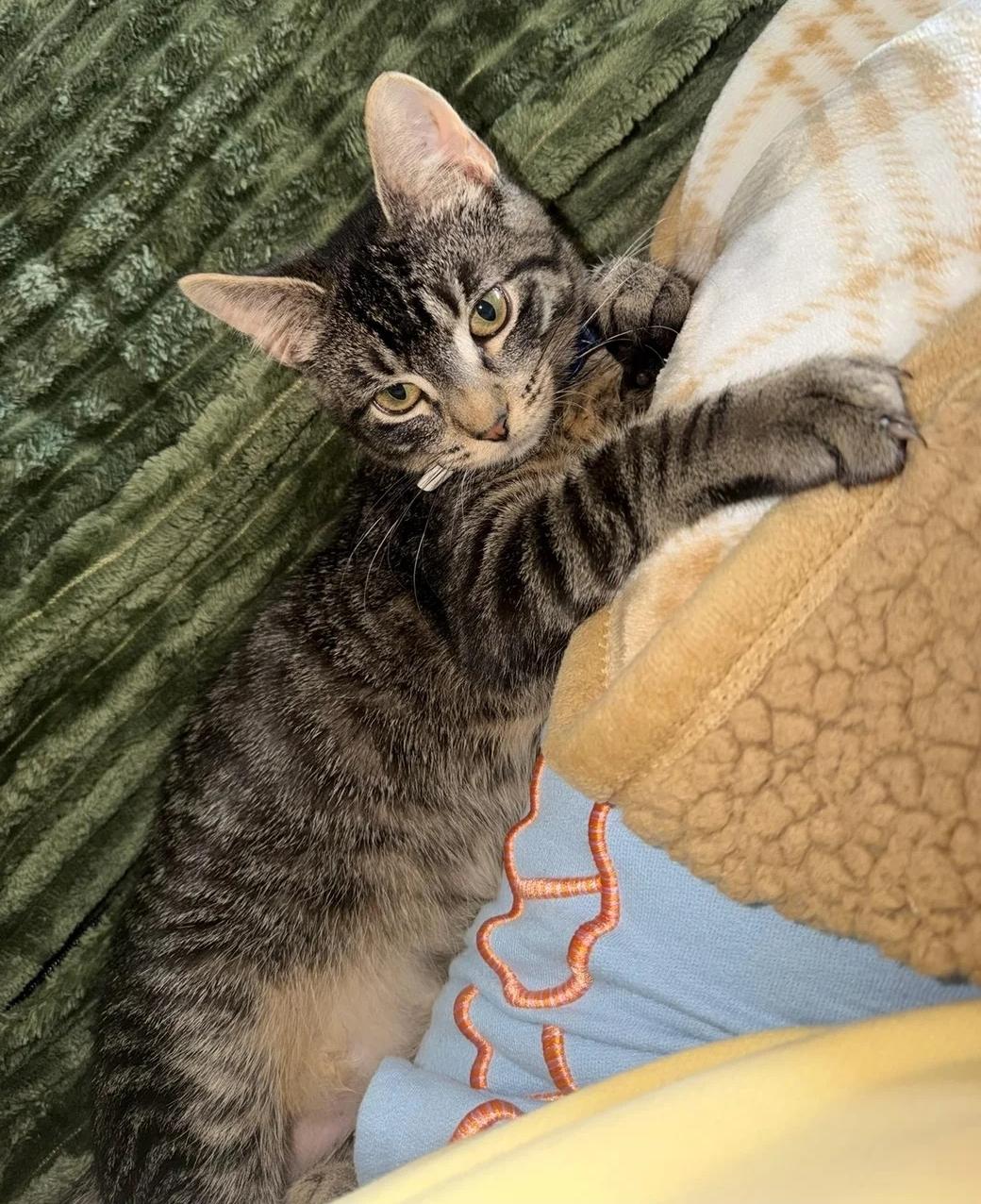 Sebastian, adoptable, Young Male Domestic Short Hair.