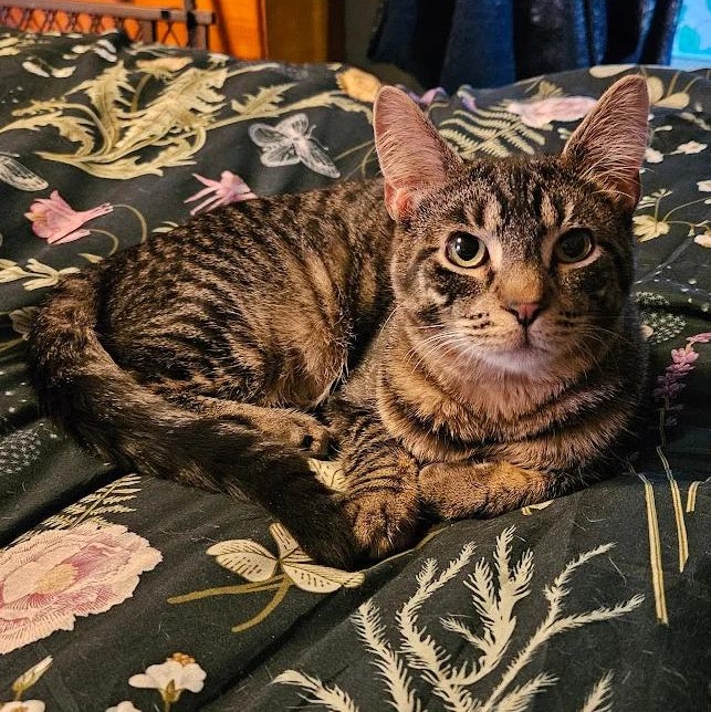 Sebastian, adoptable, Young Male Domestic Short Hair.
