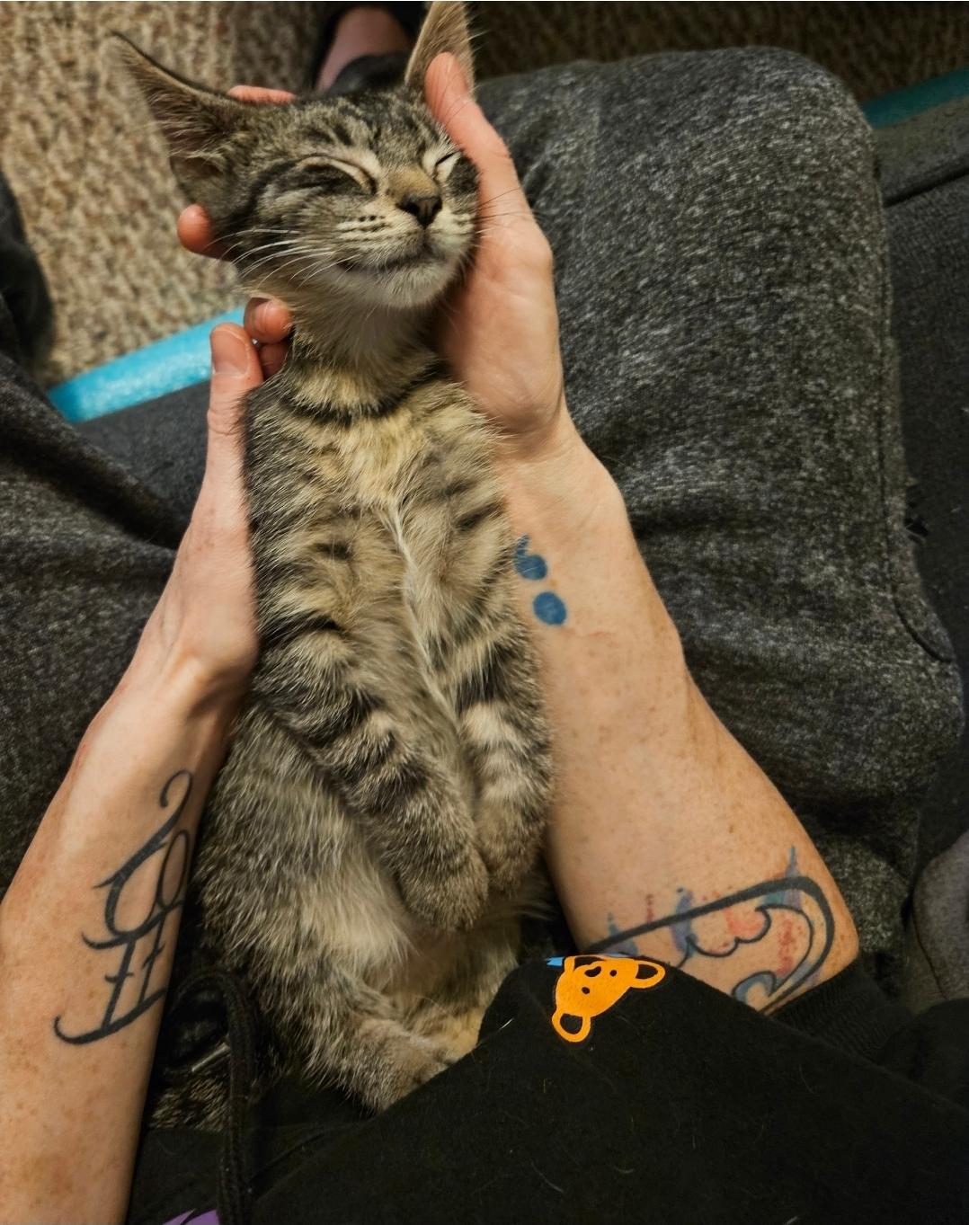 Enlarge Sebastian, an adoptable Domestic Short Hair in Waverly, IA image 3/4