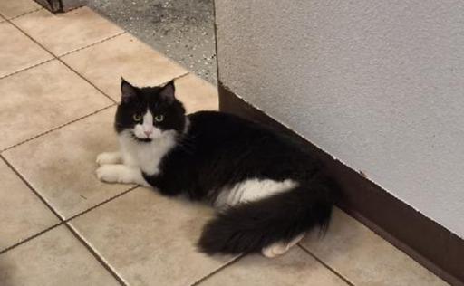 Francisco, Adoptable, Young Male Tuxedo.