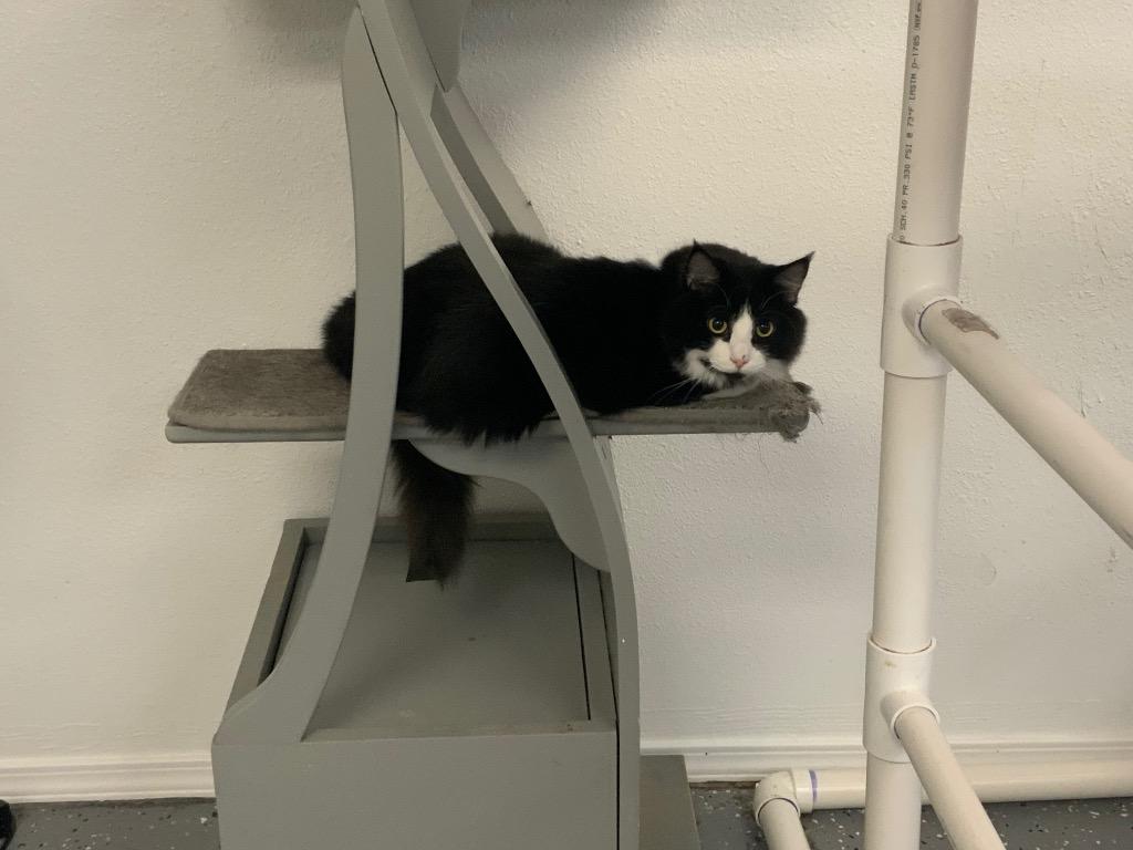 Francisco, Adoptable, Young Male Tuxedo.