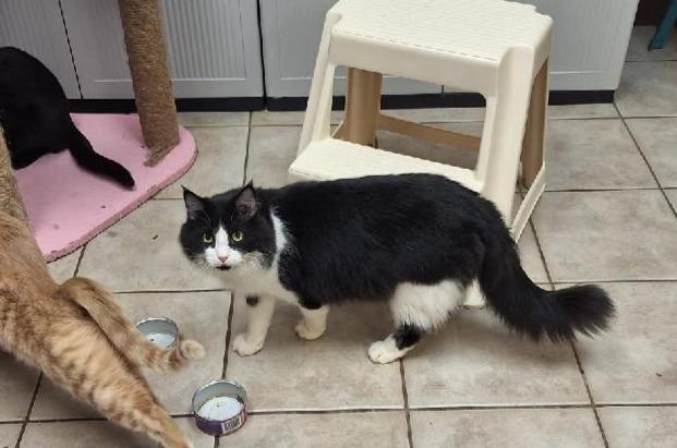 Enlarge Francisco, a Adoptable Tuxedo in Grand Junction, CO image 3/4