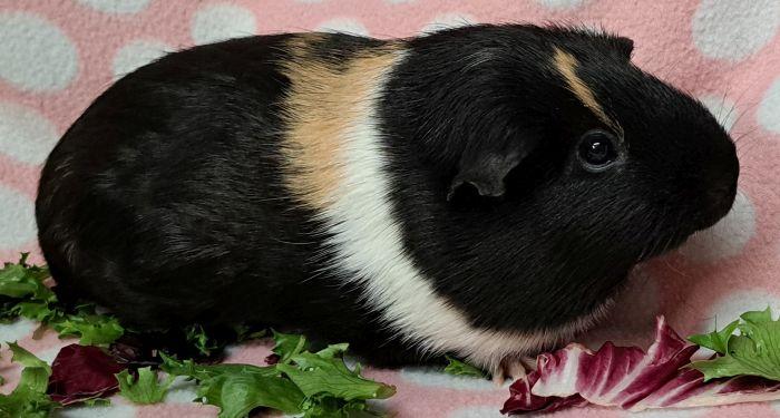 Enlarge Bean (3)  , an adoptable Short-Haired in Gary, IN image 3/4