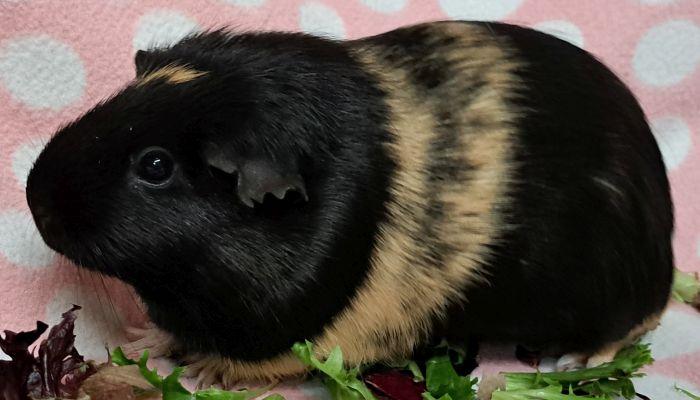 Bean (3) , adoptable, Adult Female Short-Haired.