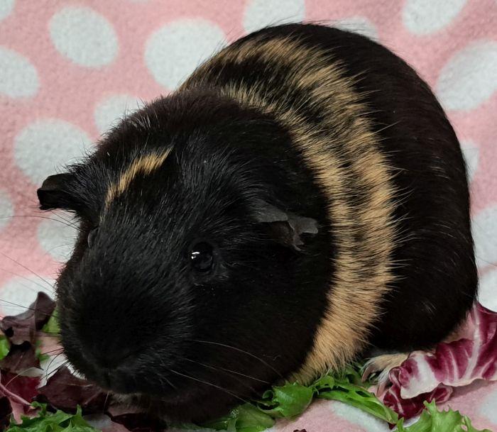 Enlarge Bean (3)  , an adoptable Short-Haired in Gary, IN image 4/4