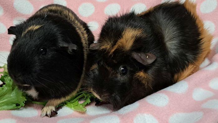 Bean (3)  , adoptable, Adult Female Short-Haired.