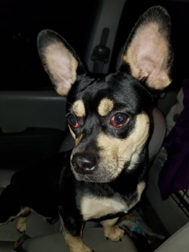 Enlarge Mickey, a Adoptable mixed breed in Haines city, FL image 1/3