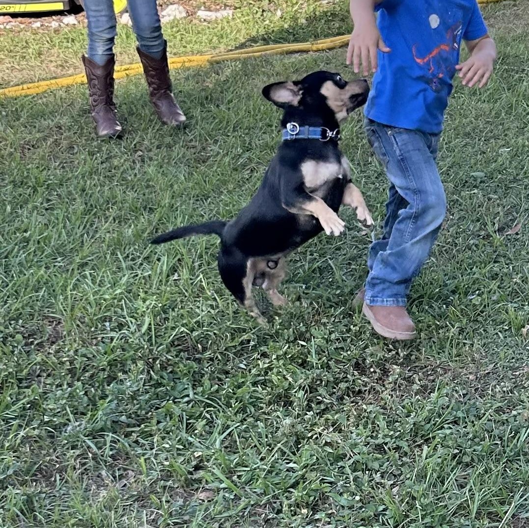 Enlarge Mickey, a Adoptable mixed breed in Haines city, FL image 2/3