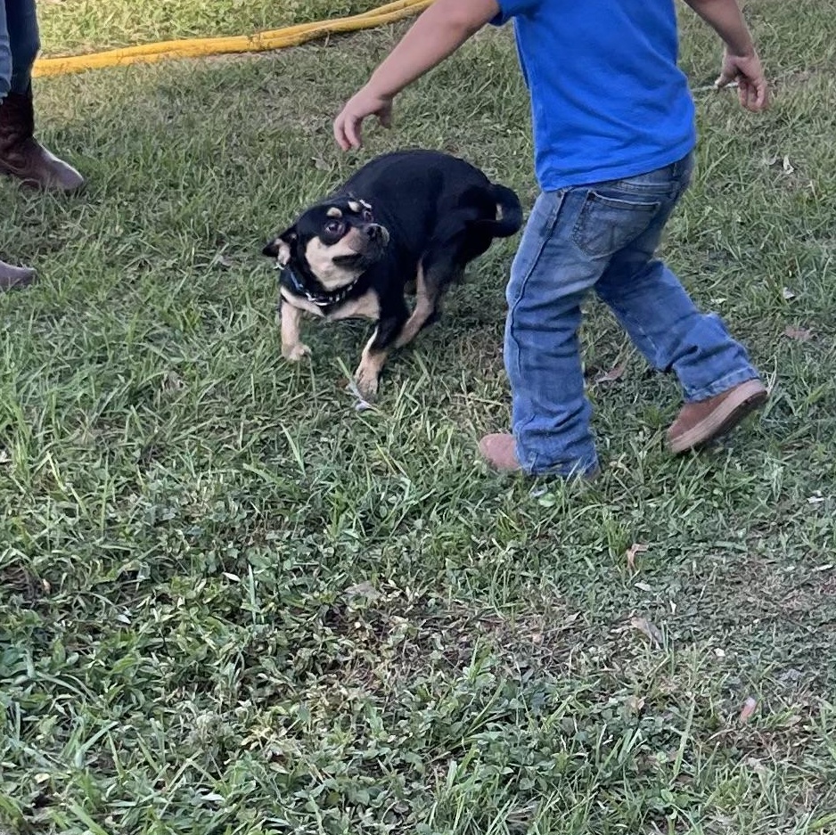 Enlarge Mickey, a Adoptable mixed breed in Haines city, FL image 3/3