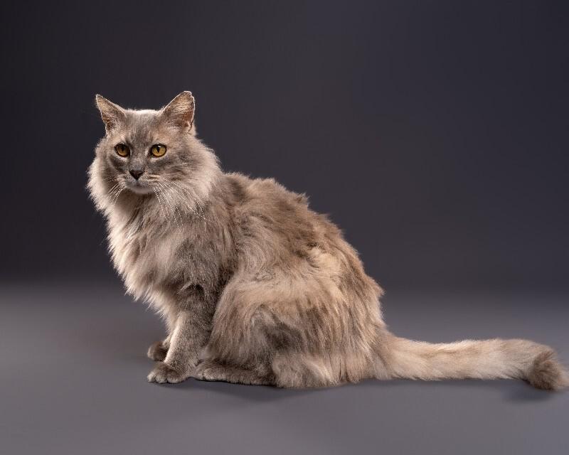 Pearl, Adoptable, Adult Female Domestic Long Hair.