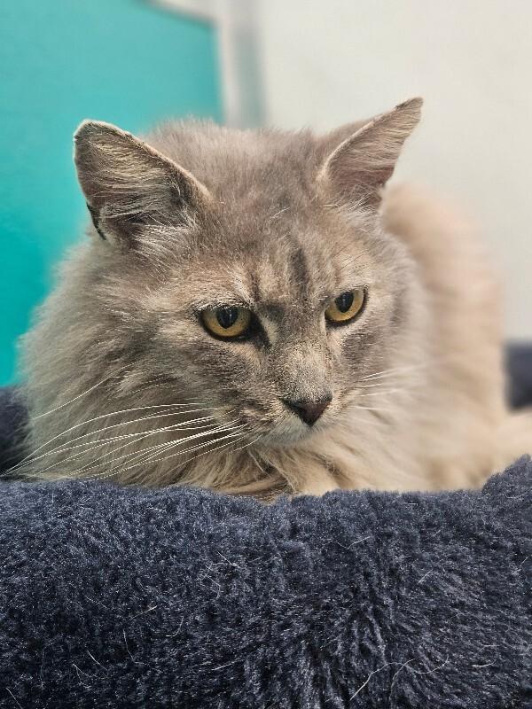 Enlarge Pearl, a Adoptable Domestic Long Hair in Yankton, SD image 2/6
