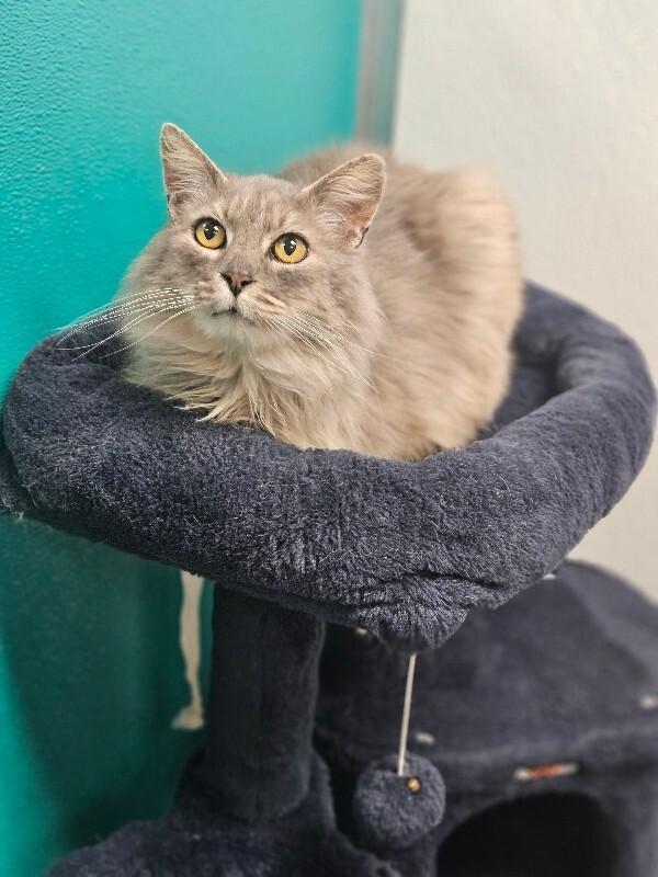 Enlarge Pearl, a Adoptable Domestic Long Hair in Yankton, SD image 3/6