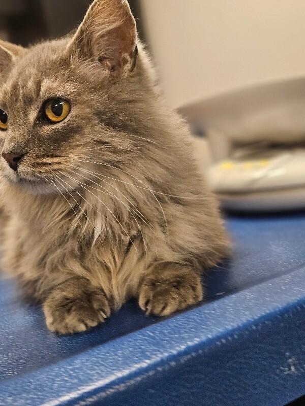 Enlarge Pearl, a Adoptable Domestic Long Hair in Yankton, SD image 4/6