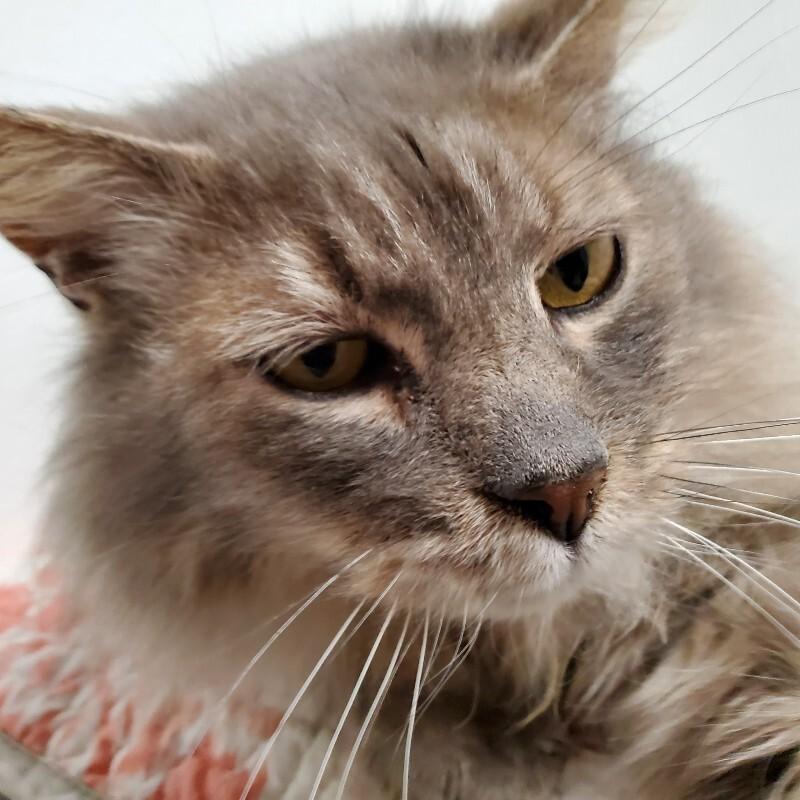 Enlarge Pearl, a Adoptable Domestic Long Hair in Yankton, SD image 5/6