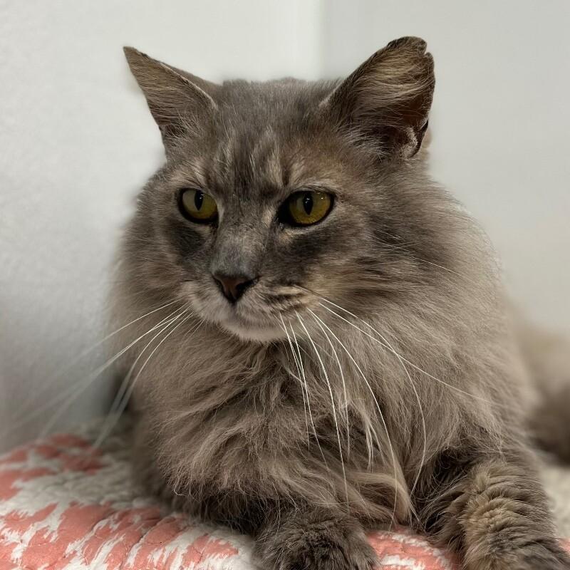 Enlarge Pearl, a Adoptable Domestic Long Hair in Yankton, SD image 6/6