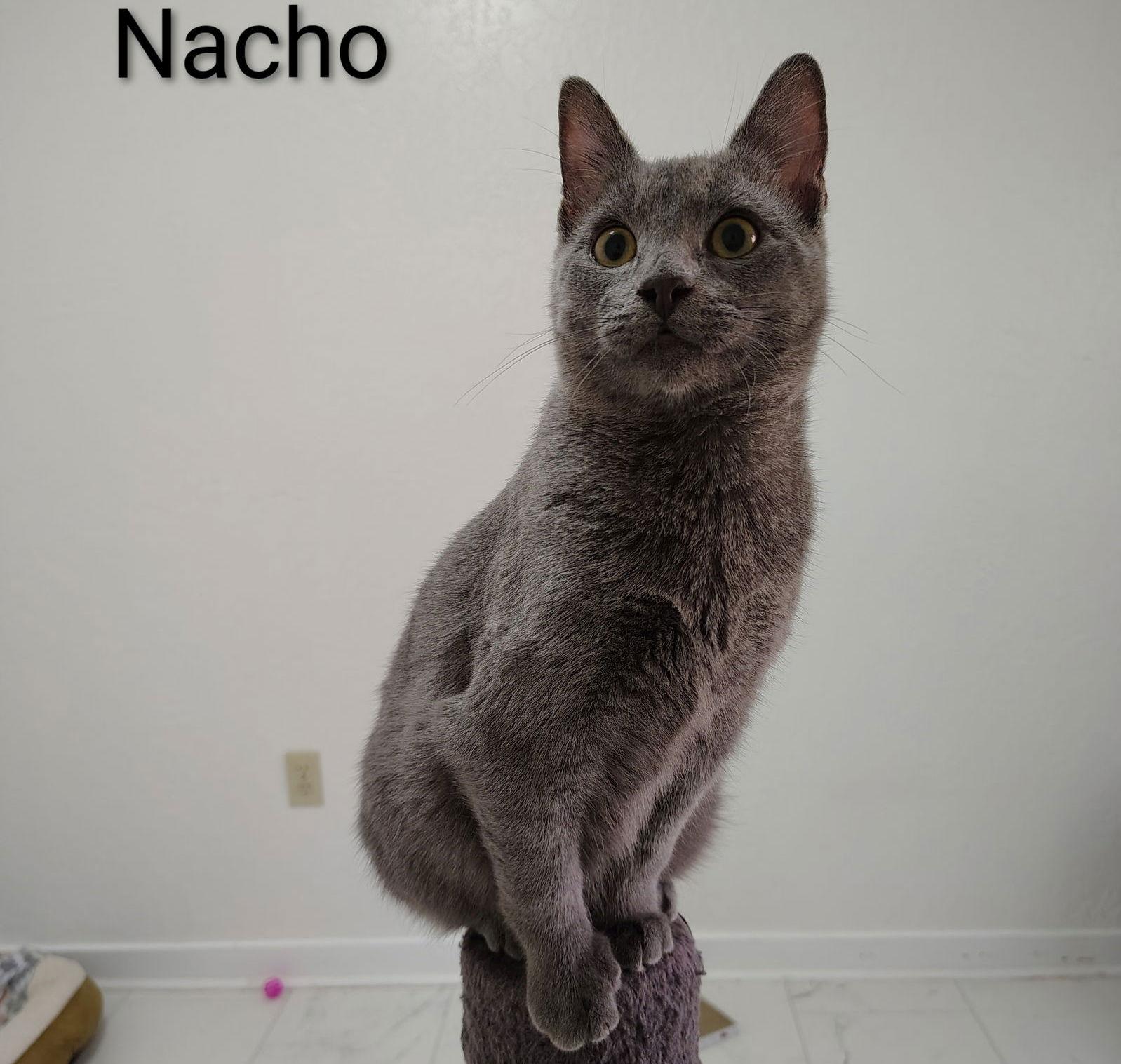Nacho, Adopted, Young Male Domestic Short Hair.