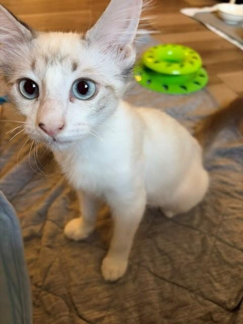 Hawthorn (& Moon), a ADOPTABLE mixed breed in Mesa, AZ image 5/6