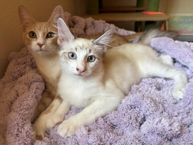 Hawthorn (& Moon), ADOPTABLE, Kitten Male Siamese.
