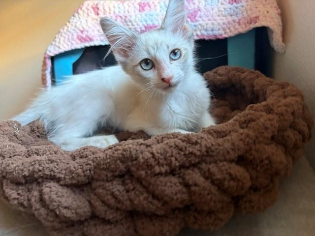 Hawthorn (& Moon), a ADOPTABLE mixed breed in Mesa, AZ image 3/6