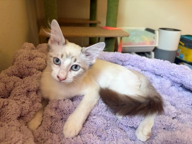 Hawthorn (& Moon), a ADOPTABLE mixed breed in Mesa, AZ image 2/6