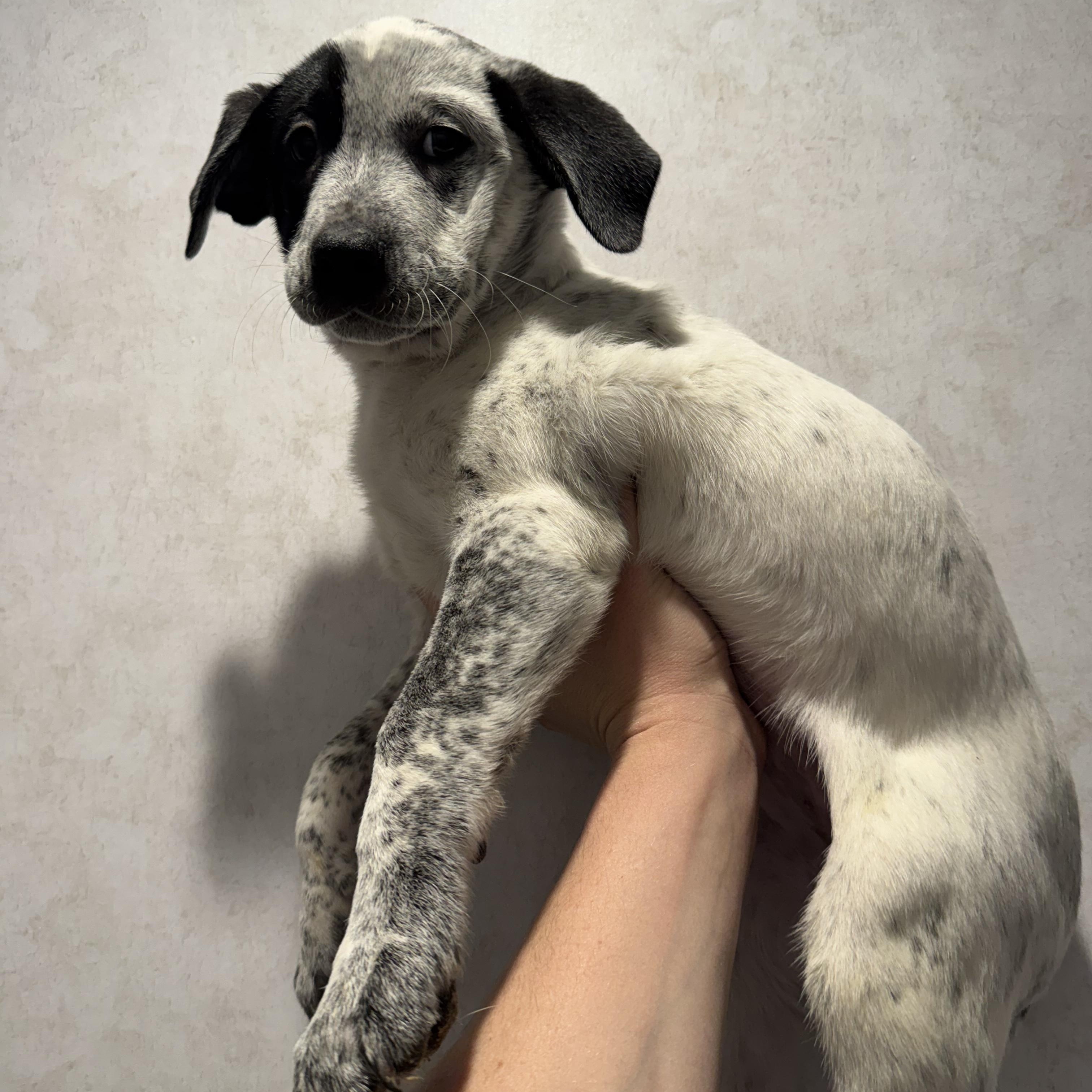 Hive, ADOPTABLE, Young Female Australian Cattle Dog / Blue Heeler & Anatolian Shepherd.
