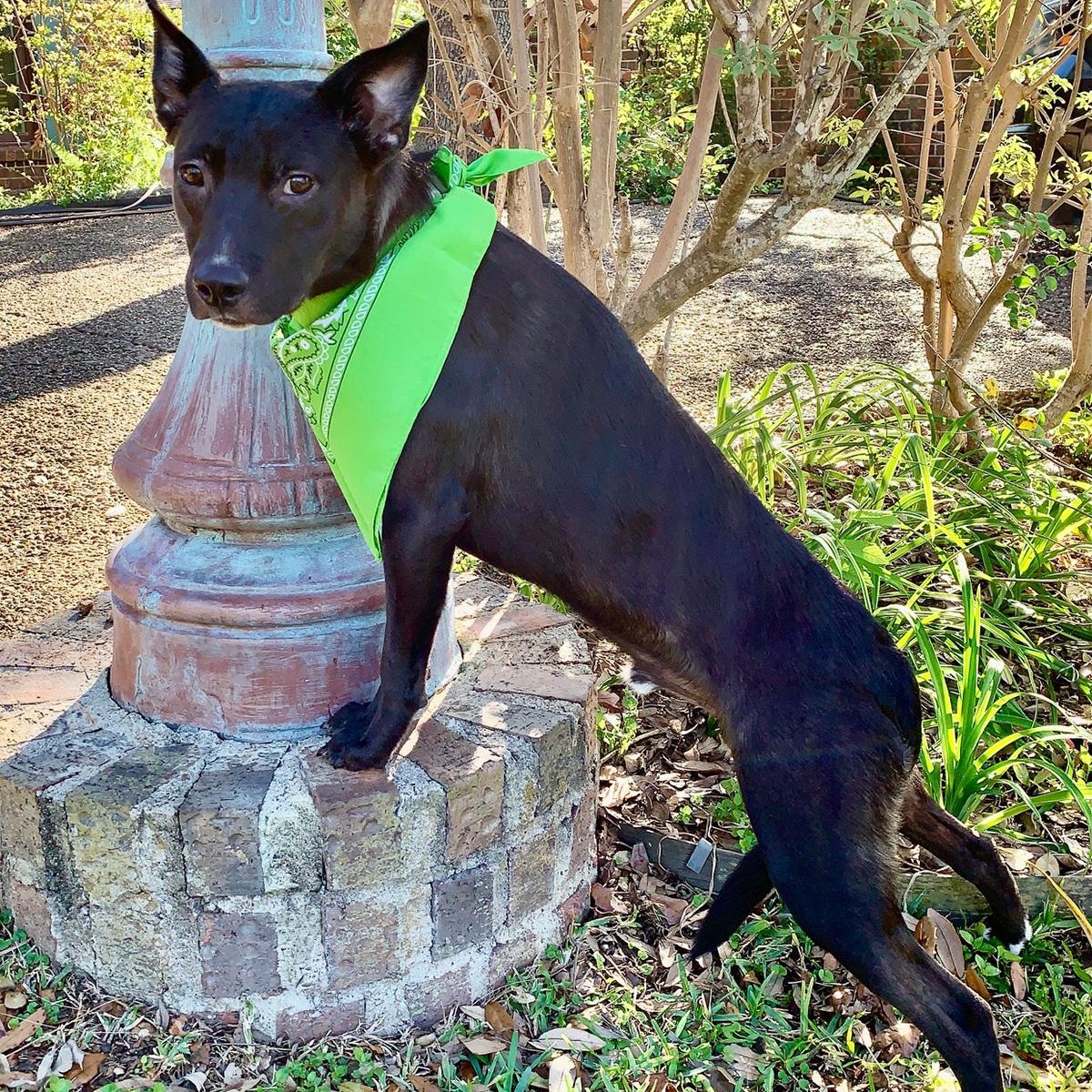 Enlarge BRUCE - GORGEOUS BOY!, a Adopted mixed breed in Brattleboro, VT image 2/6