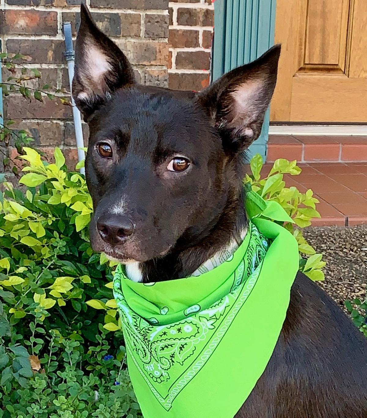 Enlarge BRUCE - GORGEOUS BOY!, a Adopted mixed breed in Brattleboro, VT image 4/6
