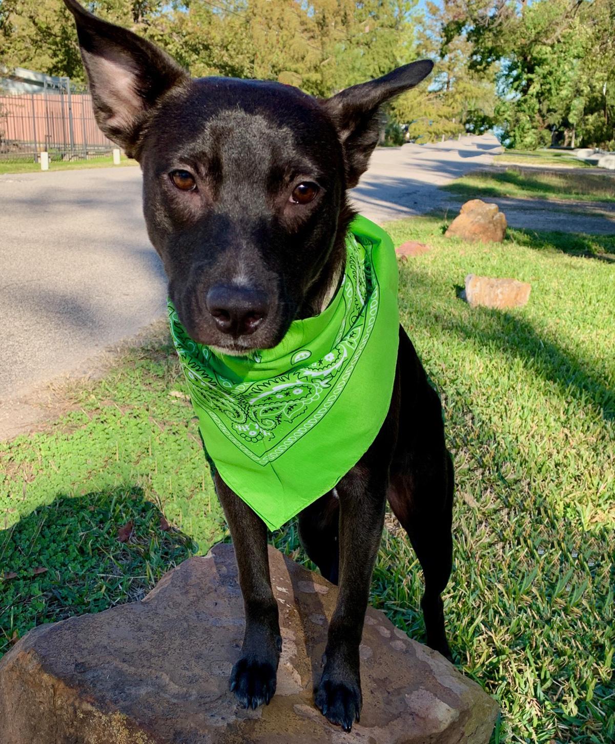 Enlarge BRUCE - GORGEOUS BOY!, a Adopted mixed breed in Brattleboro, VT image 5/6