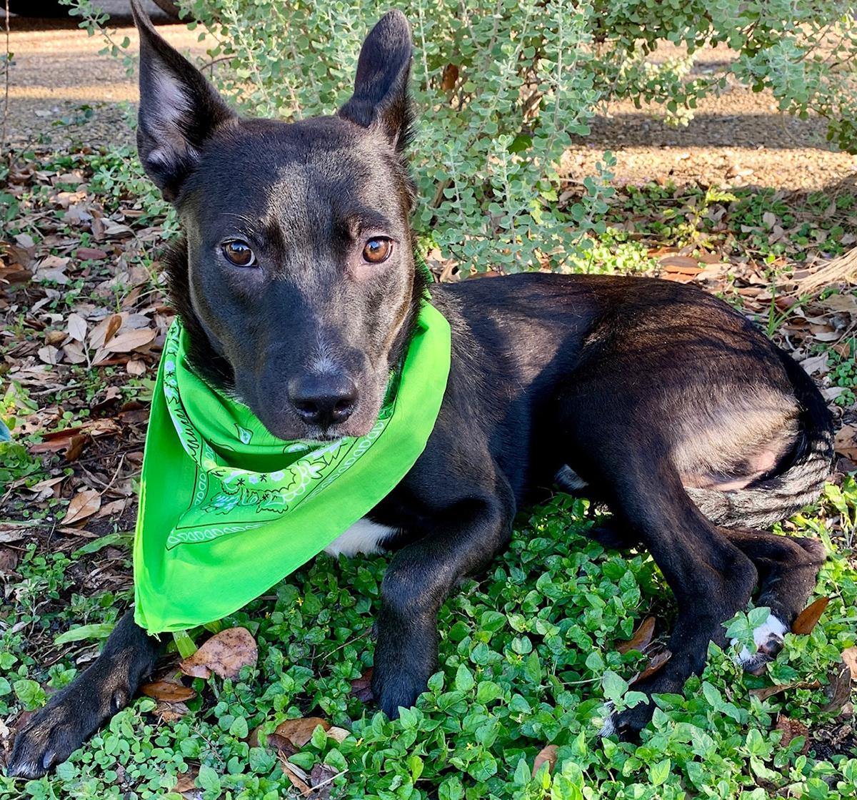 BRUCE - GORGEOUS BOY!, Adopted, Adult Male Australian Kelpie & Labrador Retriever.