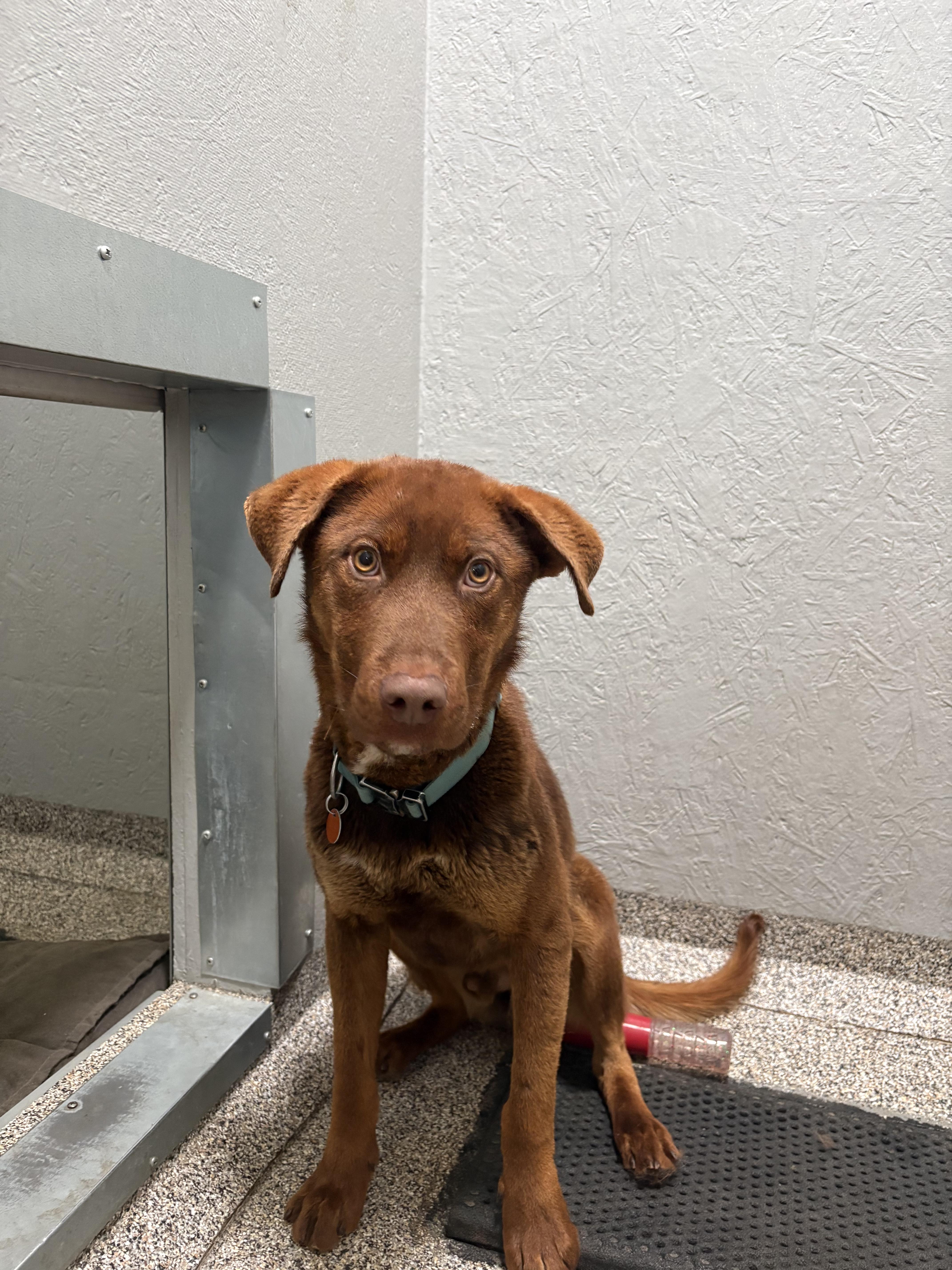 Briggs, ADOPTABLE, Young Male Chocolate Labrador Retriever & German Shepherd Dog.